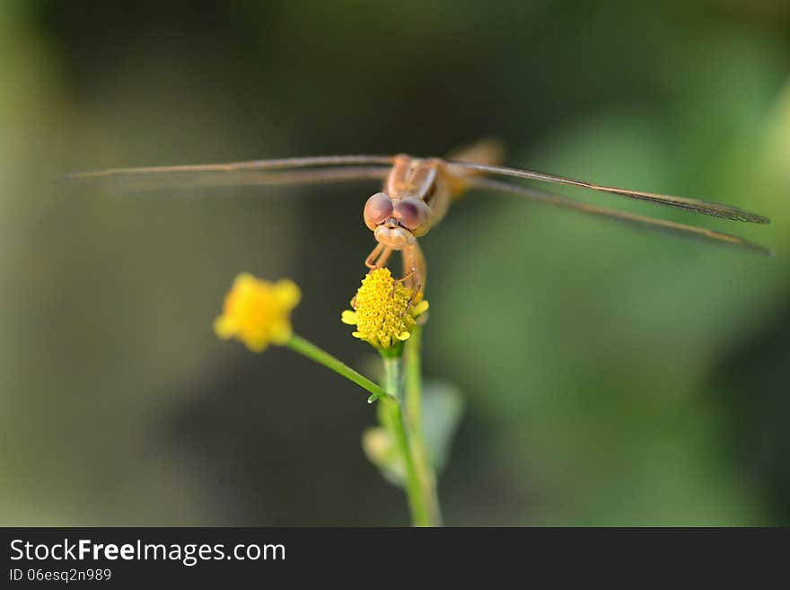 Small grasshopper sitting on a flower