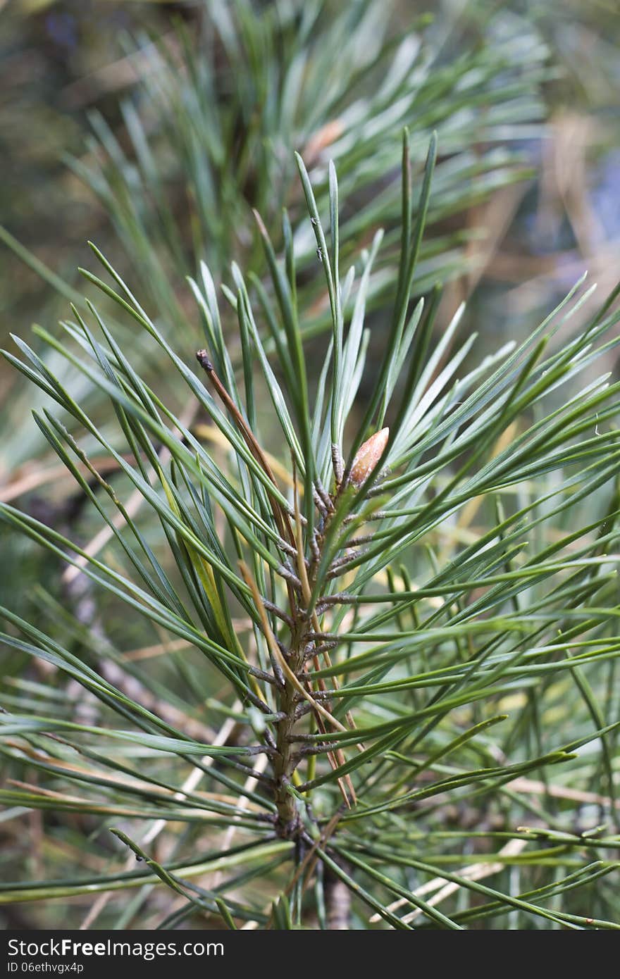 Pine branch top with green needles