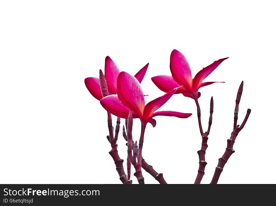 Pink Frangipani, Plumeria, Templetree,Thai flower at chonburi hailand