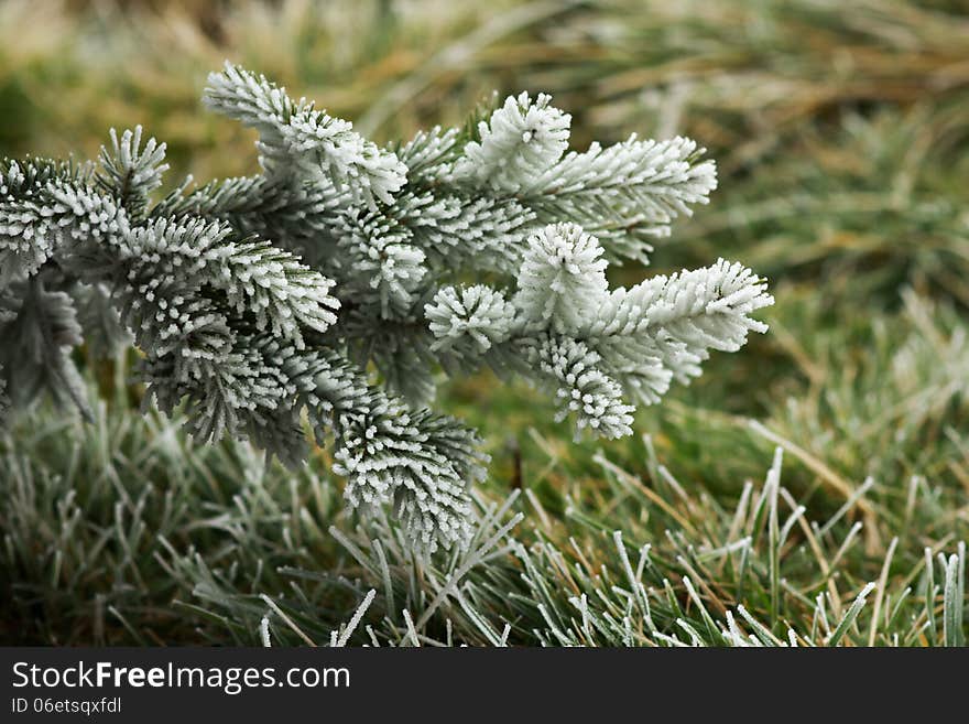 Pin tree covered by freezing fog an green grass. Pin tree covered by freezing fog an green grass