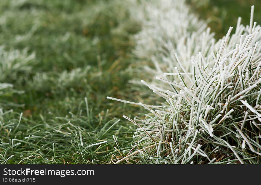 Green grass covered by freezing fog. Green grass covered by freezing fog