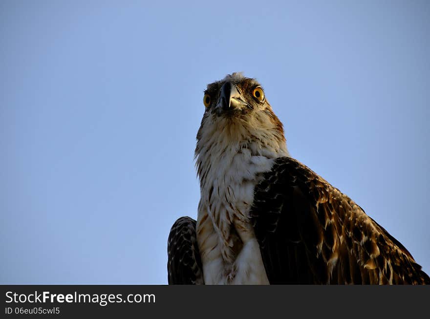 Eagle bird on the beach on vacation. Eagle bird on the beach on vacation