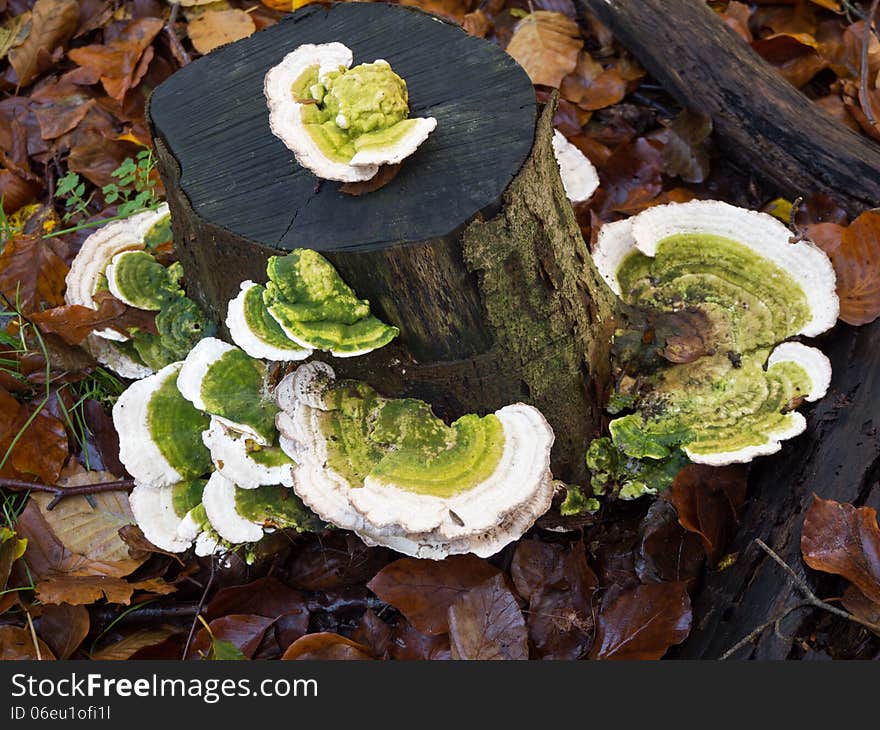 Trametes gibbosa fungi, commonly known as lumpy bracket. Trametes gibbosa fungi, commonly known as lumpy bracket