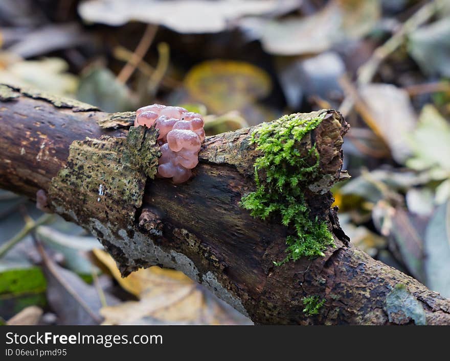 Ascocoryne sarcoides or jelly drops fungi