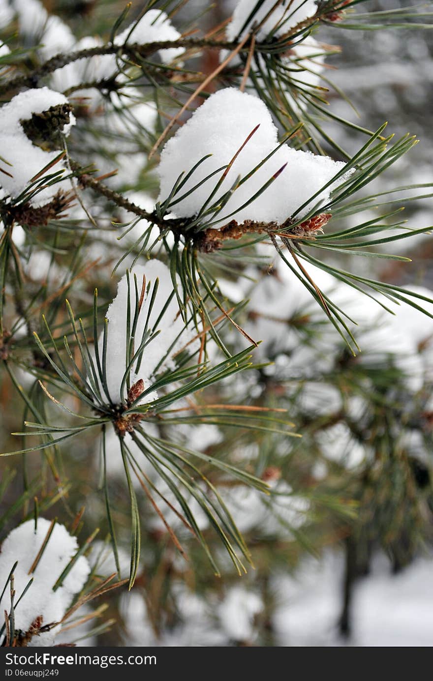 Snowy pine branches.