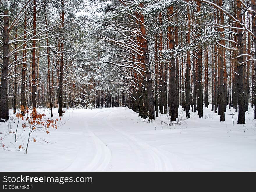 Winter forest