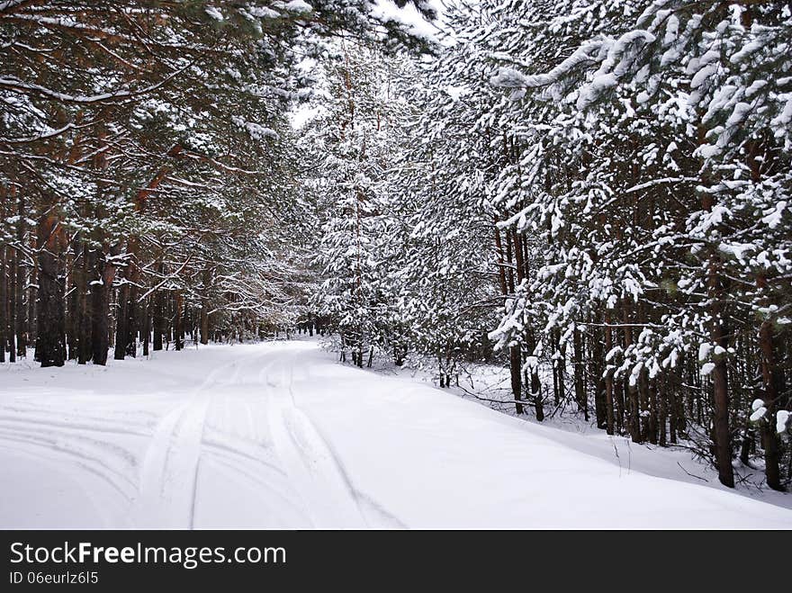 Winter forest