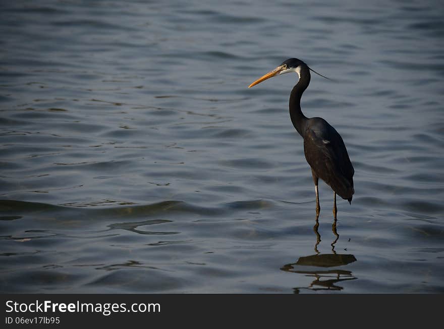 Black heron stands in the sea in egypt and looks. Black heron stands in the sea in egypt and looks