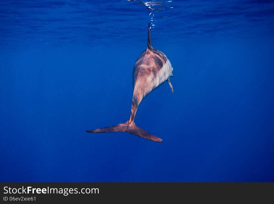 Dolphin from behind in the blue sea while diving in egypt