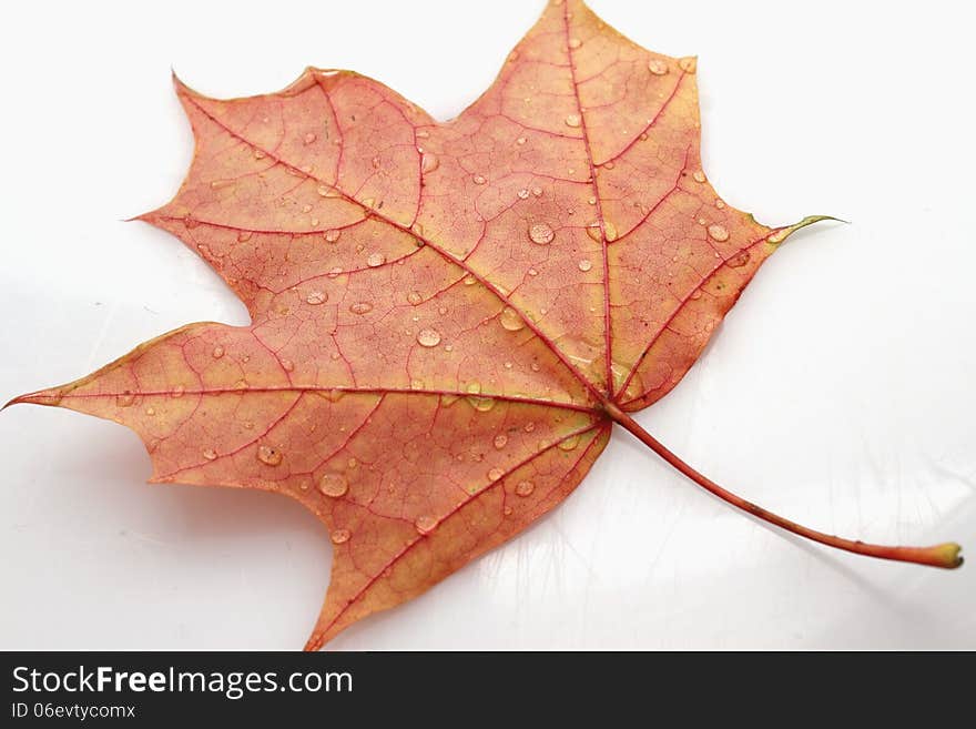 Leaves with drops of water on white background