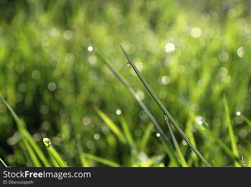 Grass with morning dew