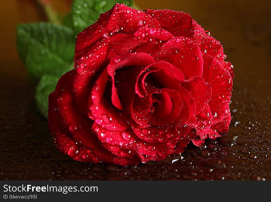 Rose With Drops