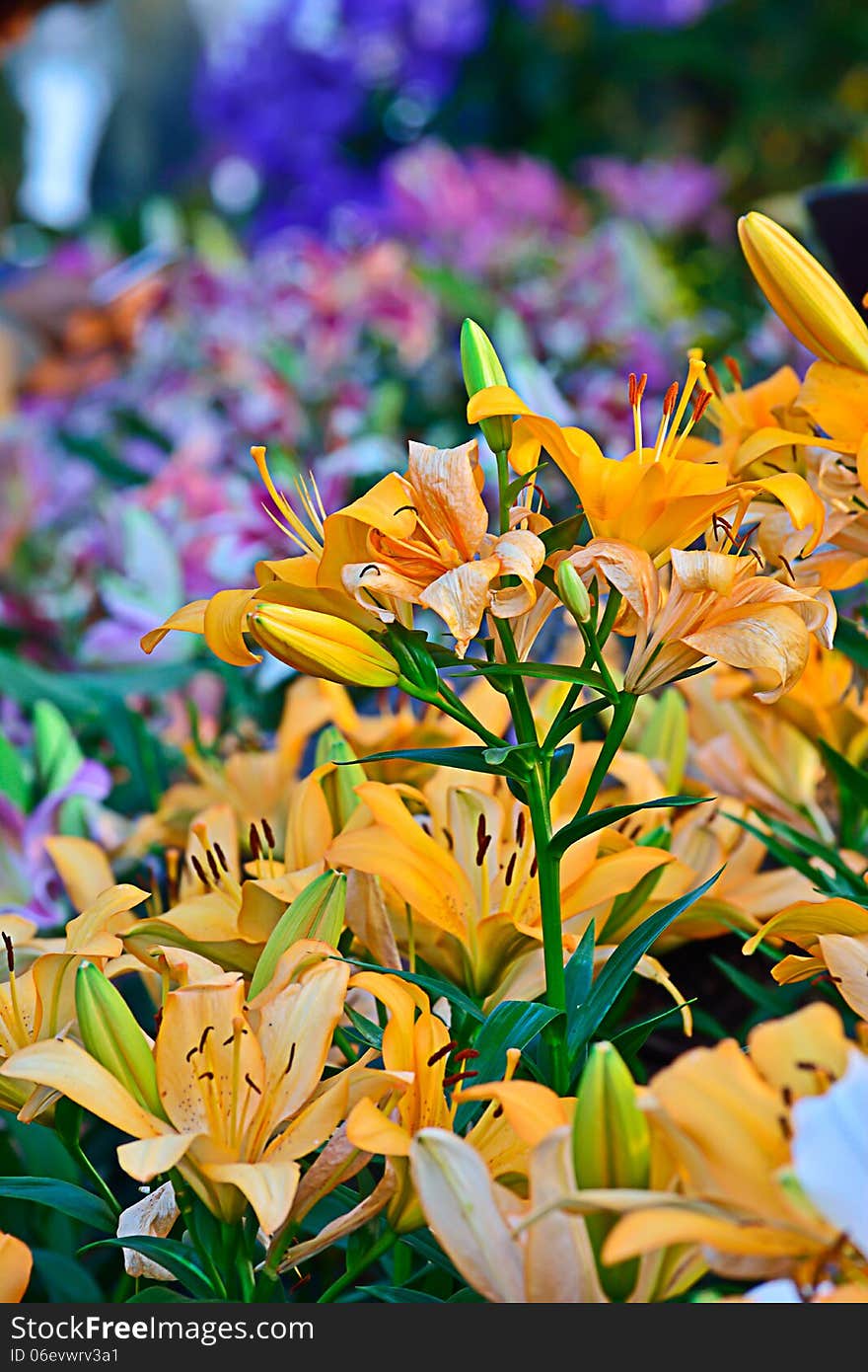 Orange lily flower in the garden