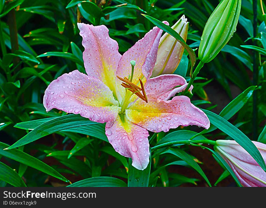 pink lily flower in the garden