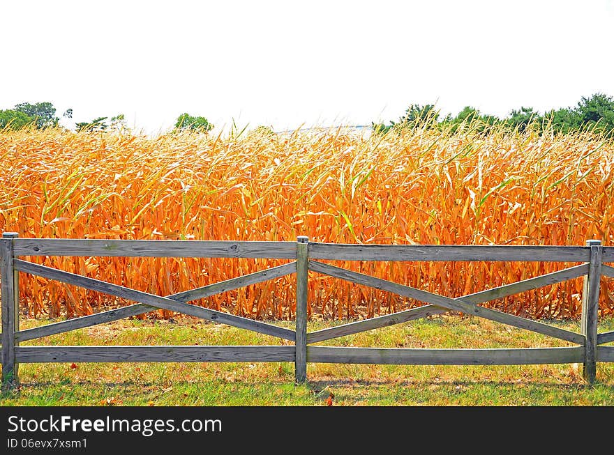 A wooden fence guards the entrance to a field of corn. A wooden fence guards the entrance to a field of corn.