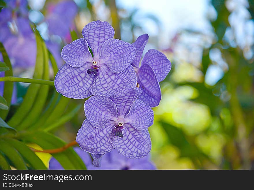 Vanda Orchid