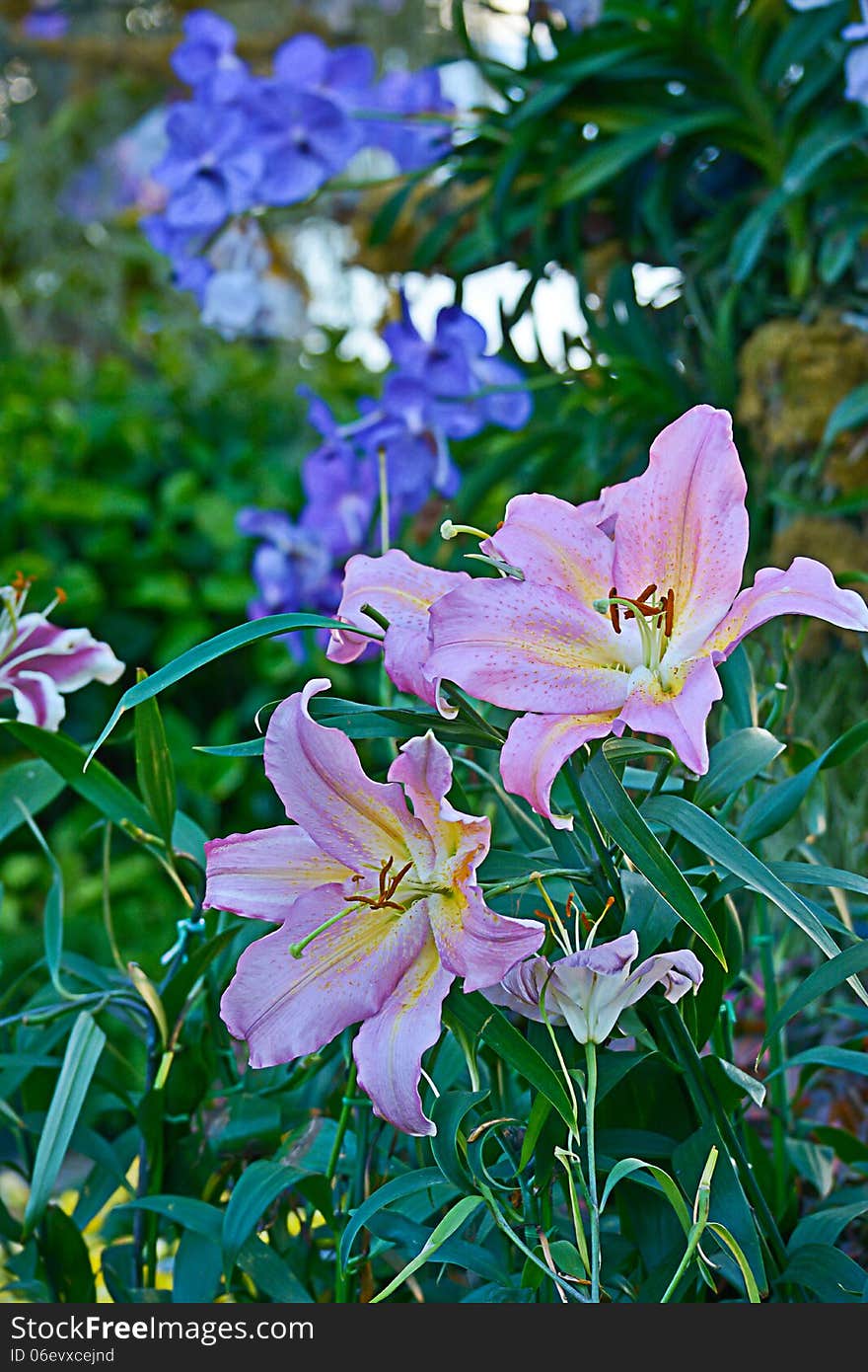 pink lily flower in the garden