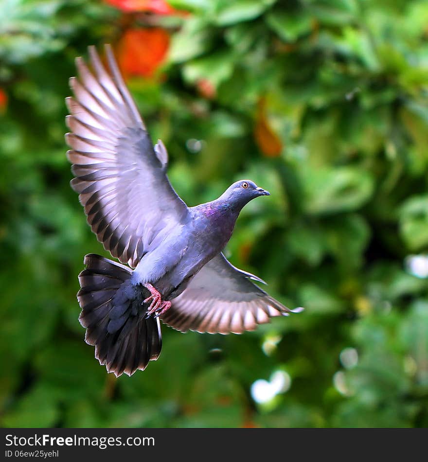 Flying pigeon in the natural