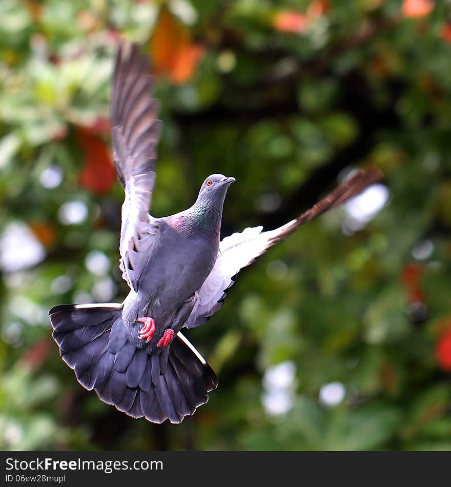 Flying pigeon in the natural