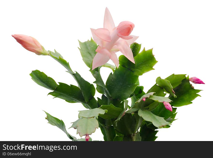 Christmas Cactus (schlumbergera) isolated on white background. Christmas Cactus (schlumbergera) isolated on white background