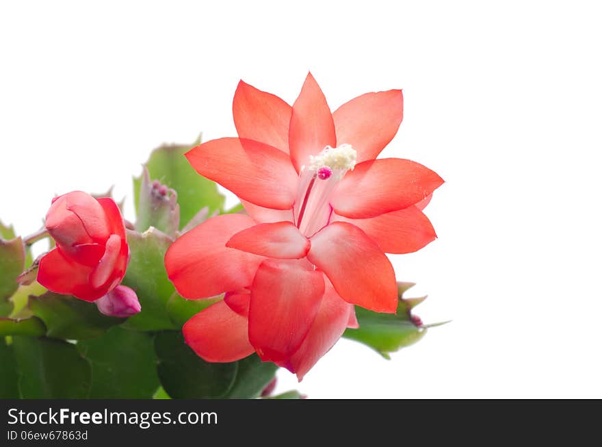 Christmas Cactus (schlumbergera) isolated on white background. Christmas Cactus (schlumbergera) isolated on white background