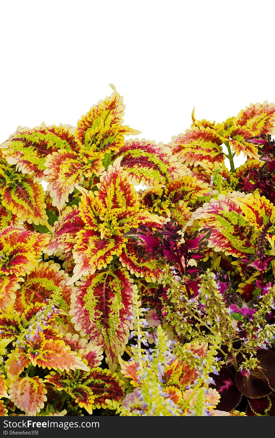 Coleus leaves