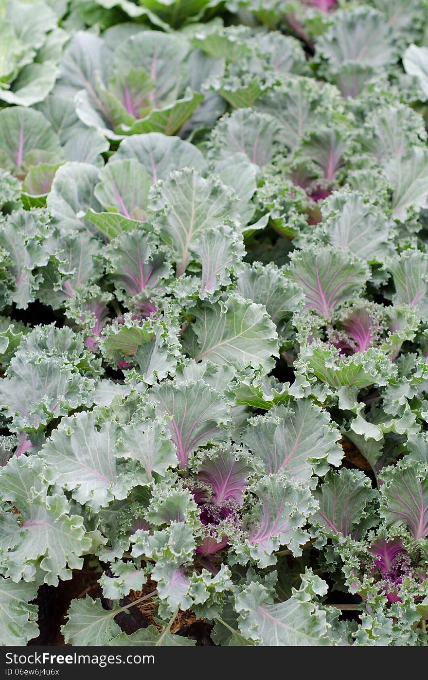 Longlived Cabbag (Brassica hybrid cv. Pule) blooming in garden. Longlived Cabbag (Brassica hybrid cv. Pule) blooming in garden