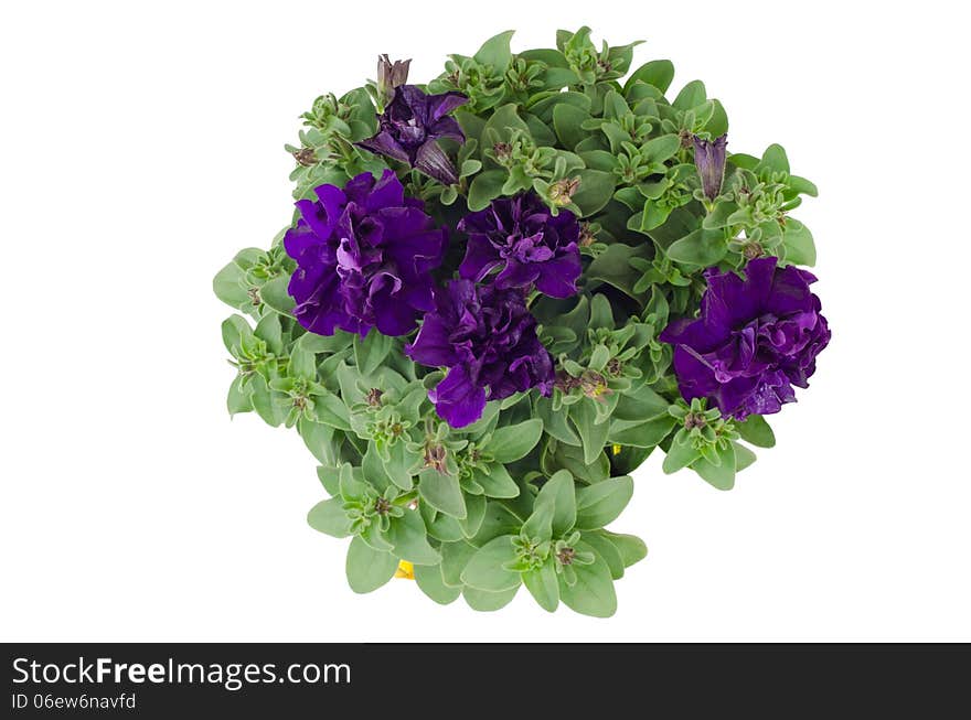 Petunia isolated on white background