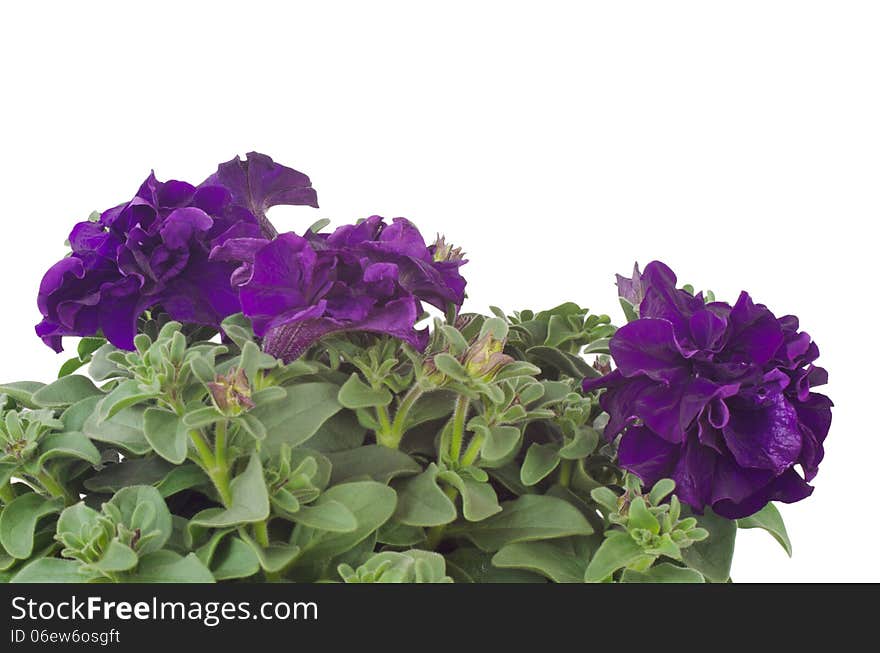 Petunia isolated on white background