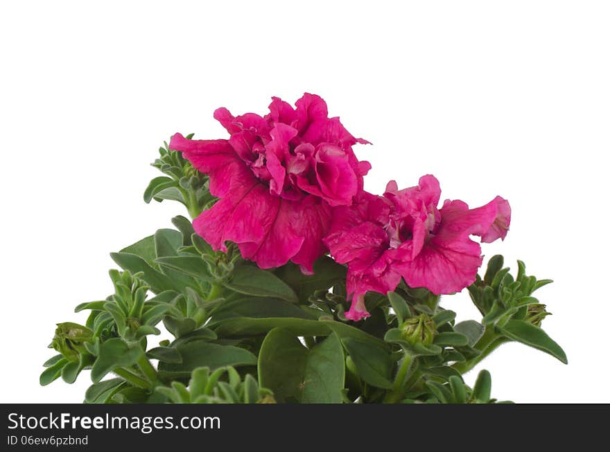 Petunia isolated on white background