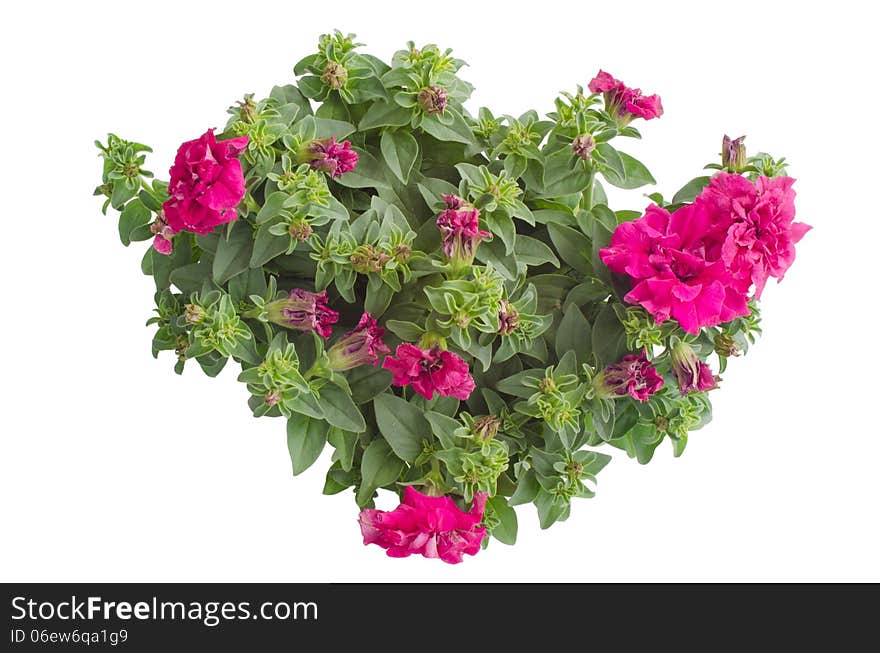 Petunia isolated on white background