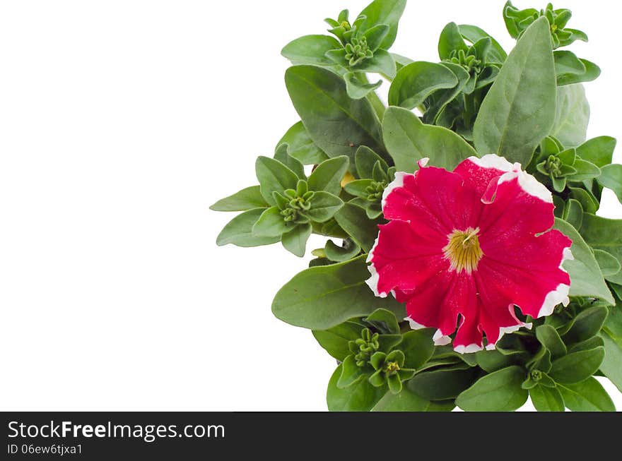 Petunia isolated on white background