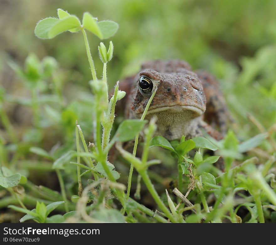 Toad