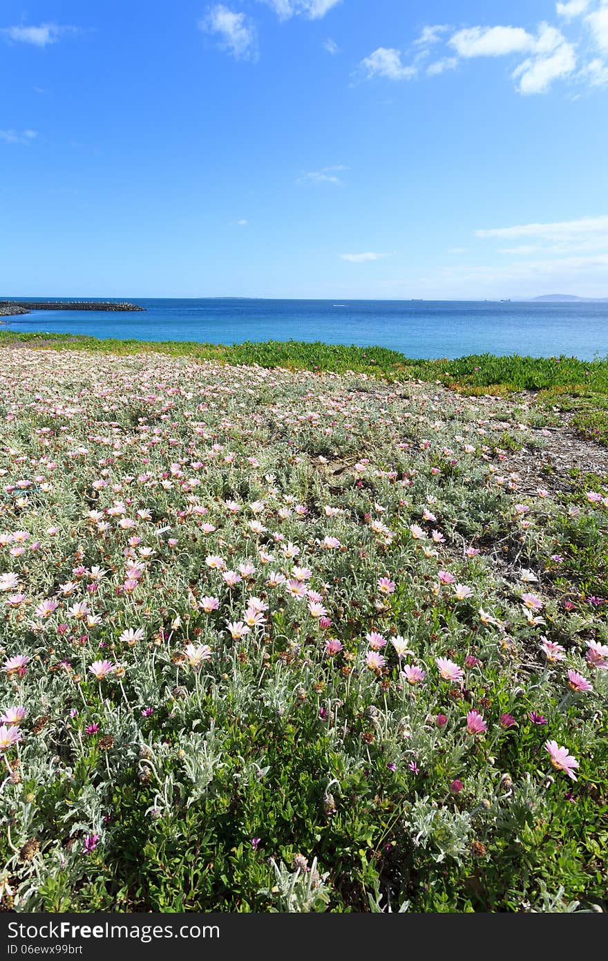 Deep blue sea and beautiful flowers on the coastline in Cape Town South Africa