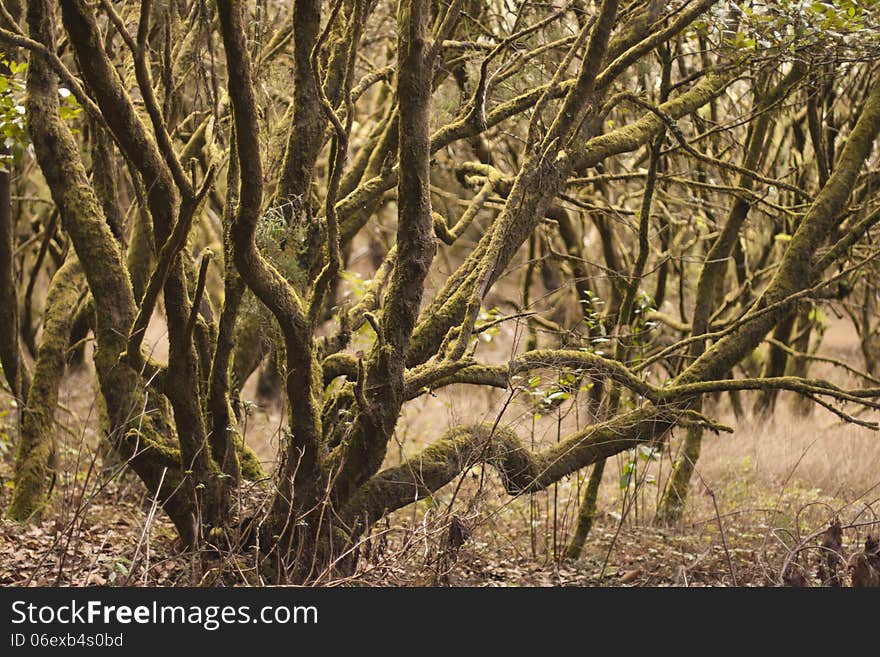 Forest on La Gomera