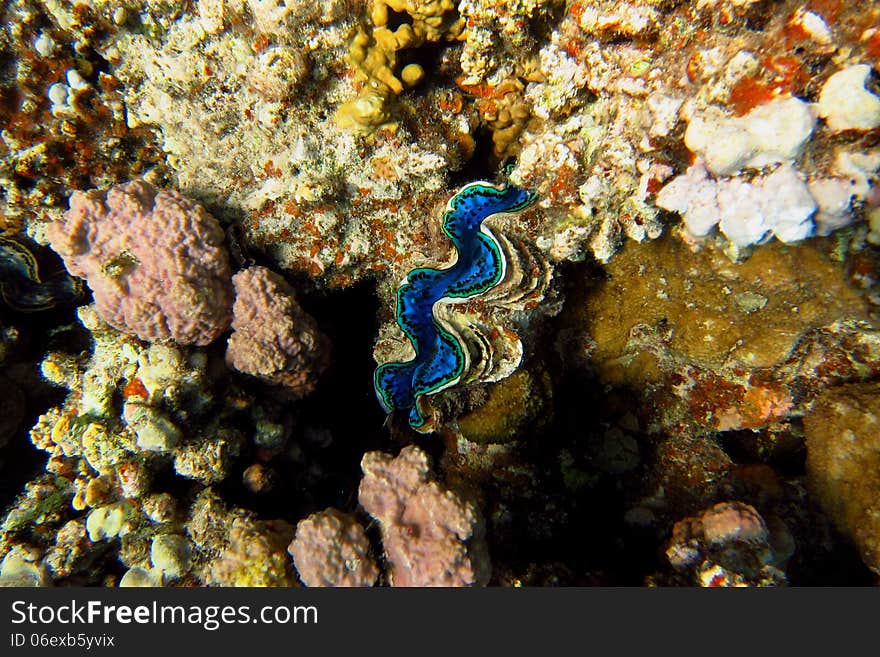 Beautiful blue shell in coral reef at the dive