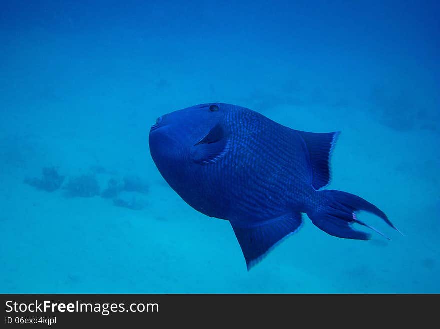 Large blue trigger fish in the blue sea