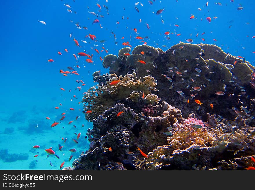 Colorful Coral And Many Fish