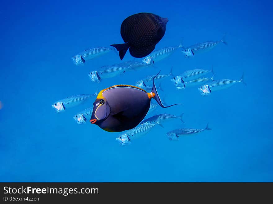 Fish in the blue sea while diving on holiday