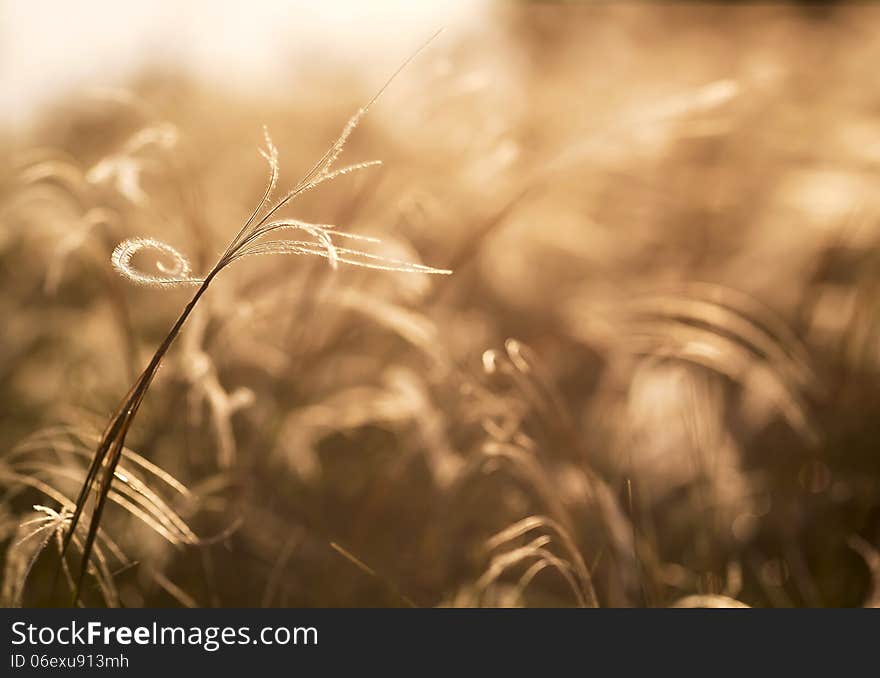 Beautiful golden grass field as an abstract background