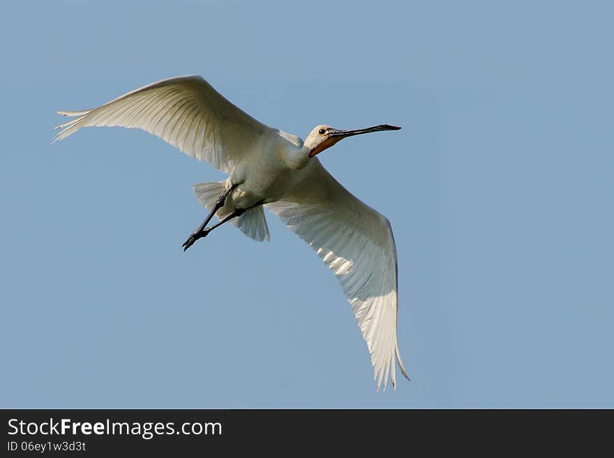 Eurasian Spoonbill &x28;Platalea leucorodia&x29;.