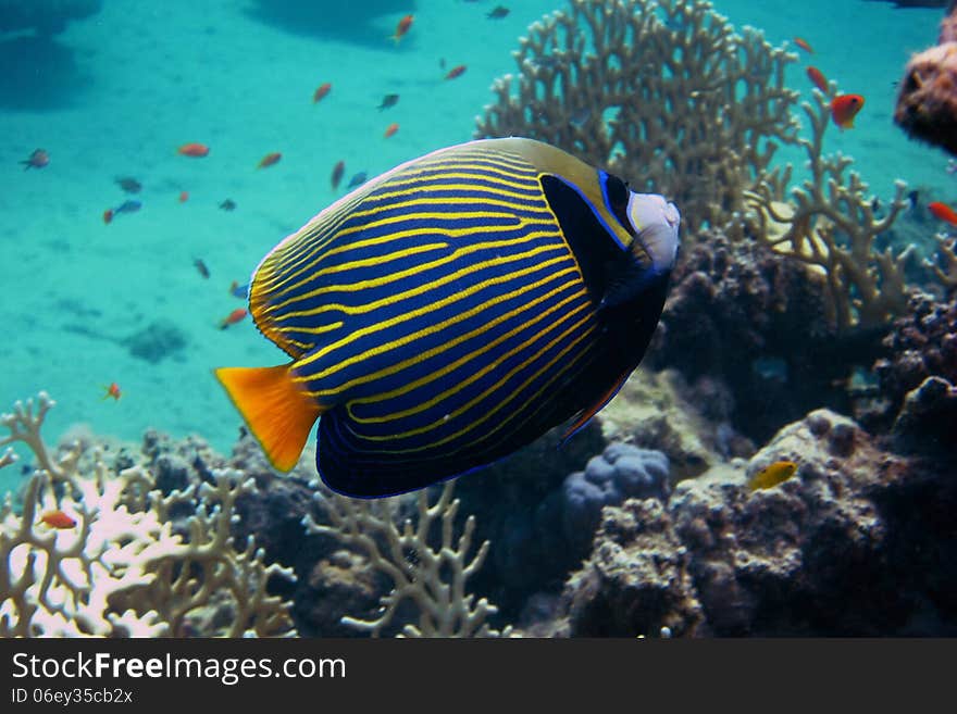 Colorful beautiful angelfish when dive from the side. Colorful beautiful angelfish when dive from the side