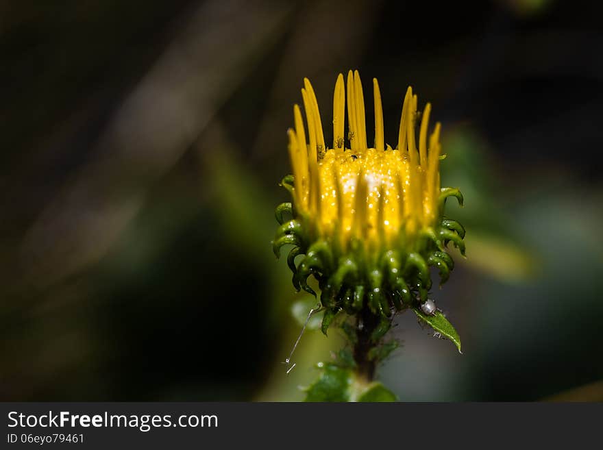 A Golden Aster just opening with all kinds of lice crawling in it.