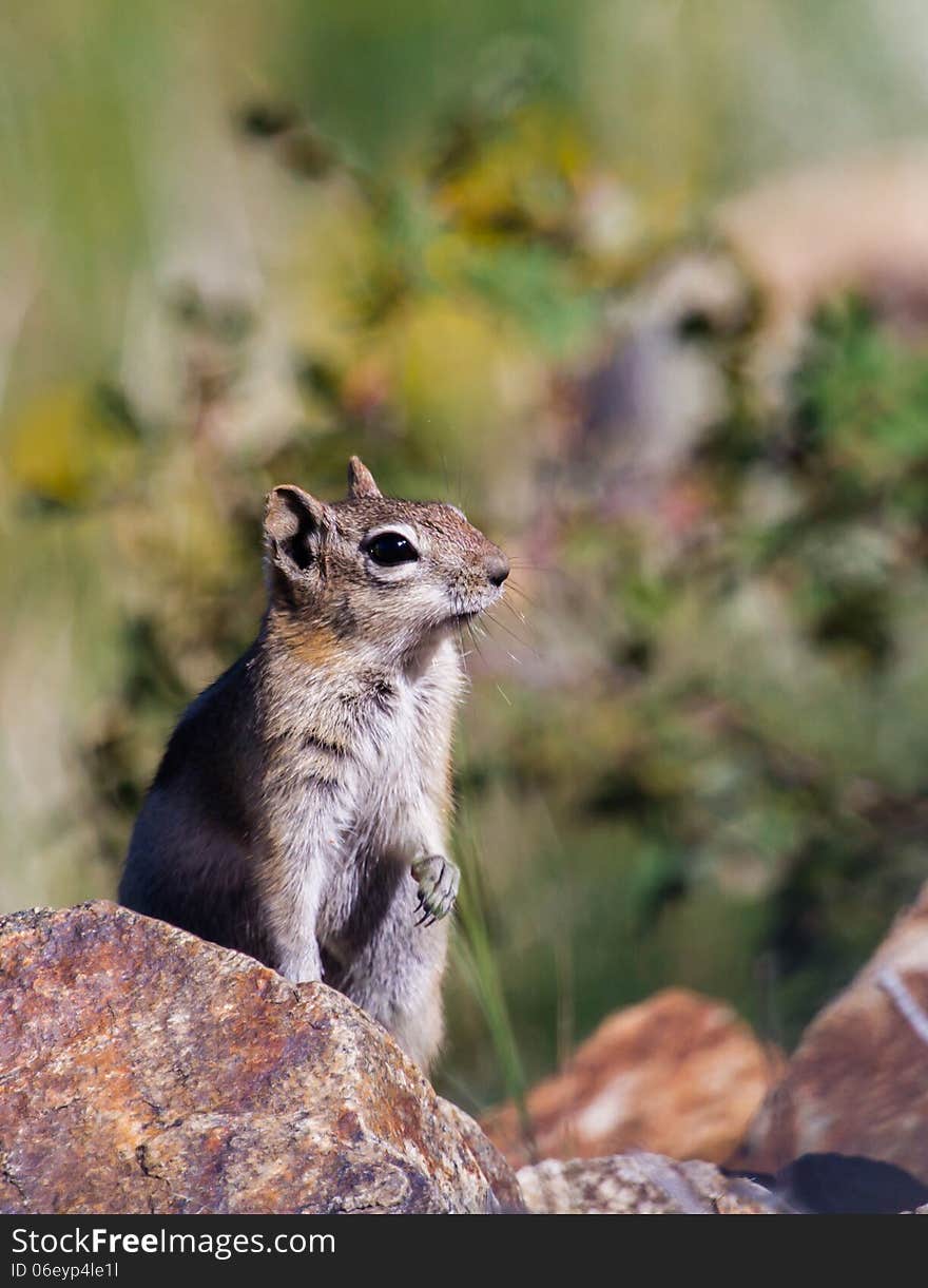 Colorado Chipmunk