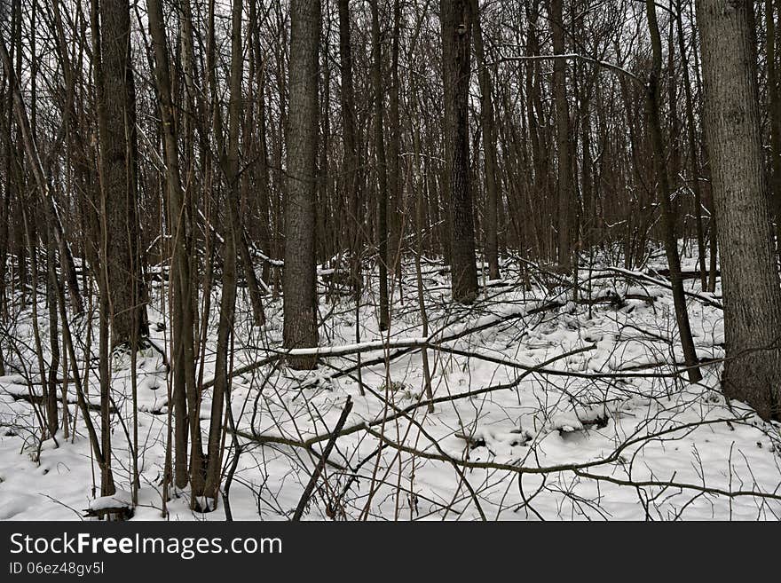 Tree trunks in winter forest, overcast day. Tree trunks in winter forest, overcast day.