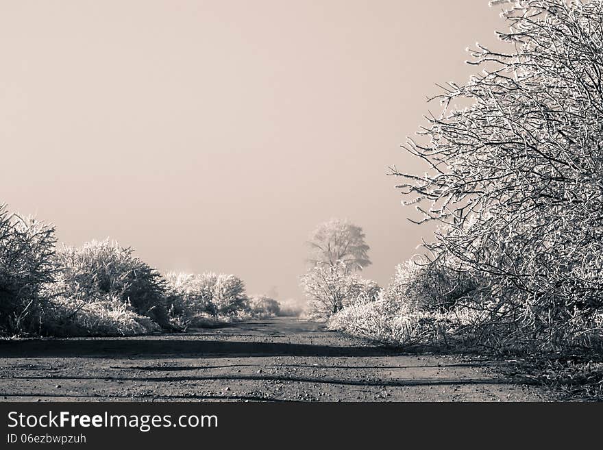 Rural road with trees covered by freezing fog