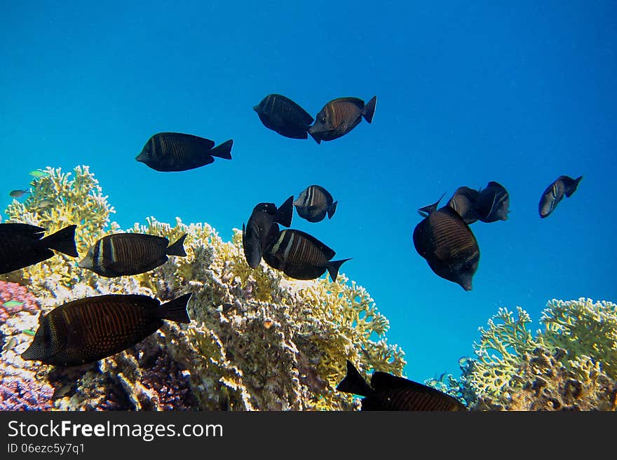 Indian anglefish swim in the sea with coral