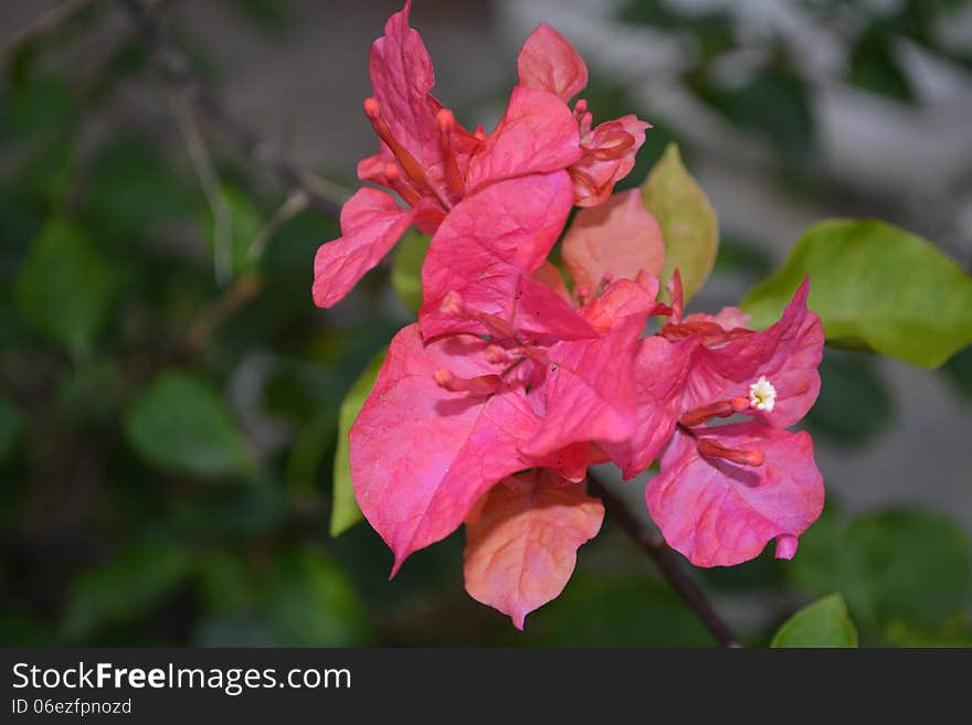 Red bougenville in the garden