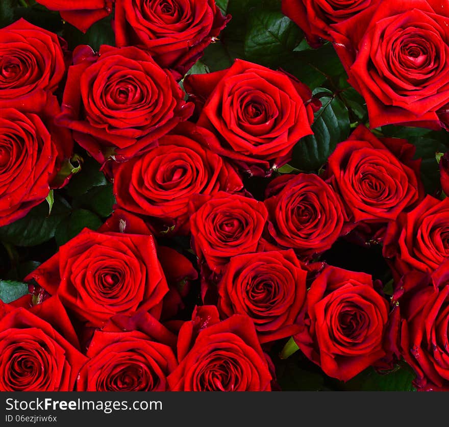 Red  Roses