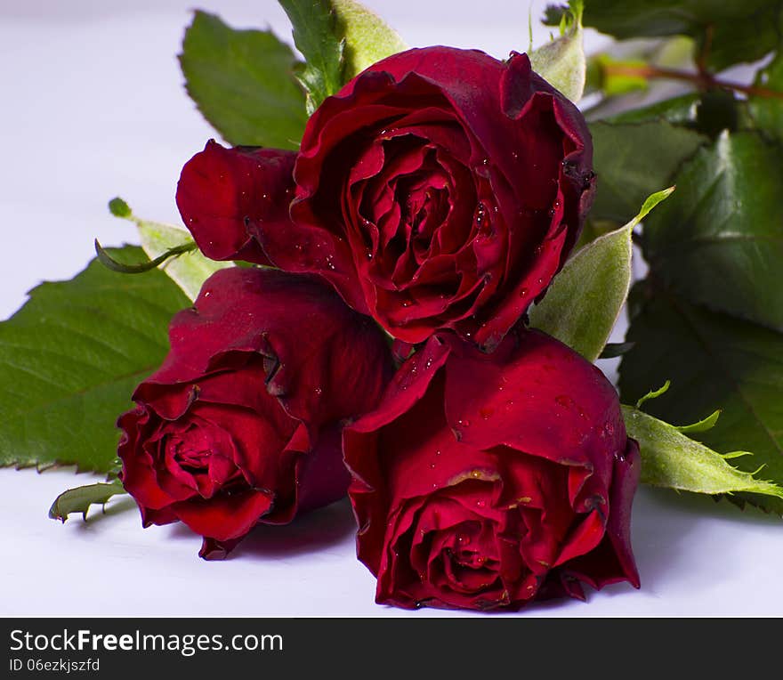 Bouquet of red roses on a white background